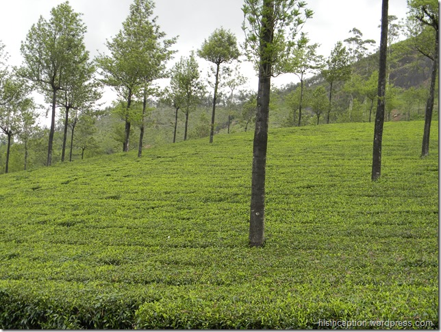 Tea plantations at Munnar